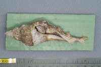 藏品(彈弓腫寄居蟹)的圖片